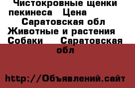 Чистокровные щенки пекинеса › Цена ­ 4 000 - Саратовская обл. Животные и растения » Собаки   . Саратовская обл.